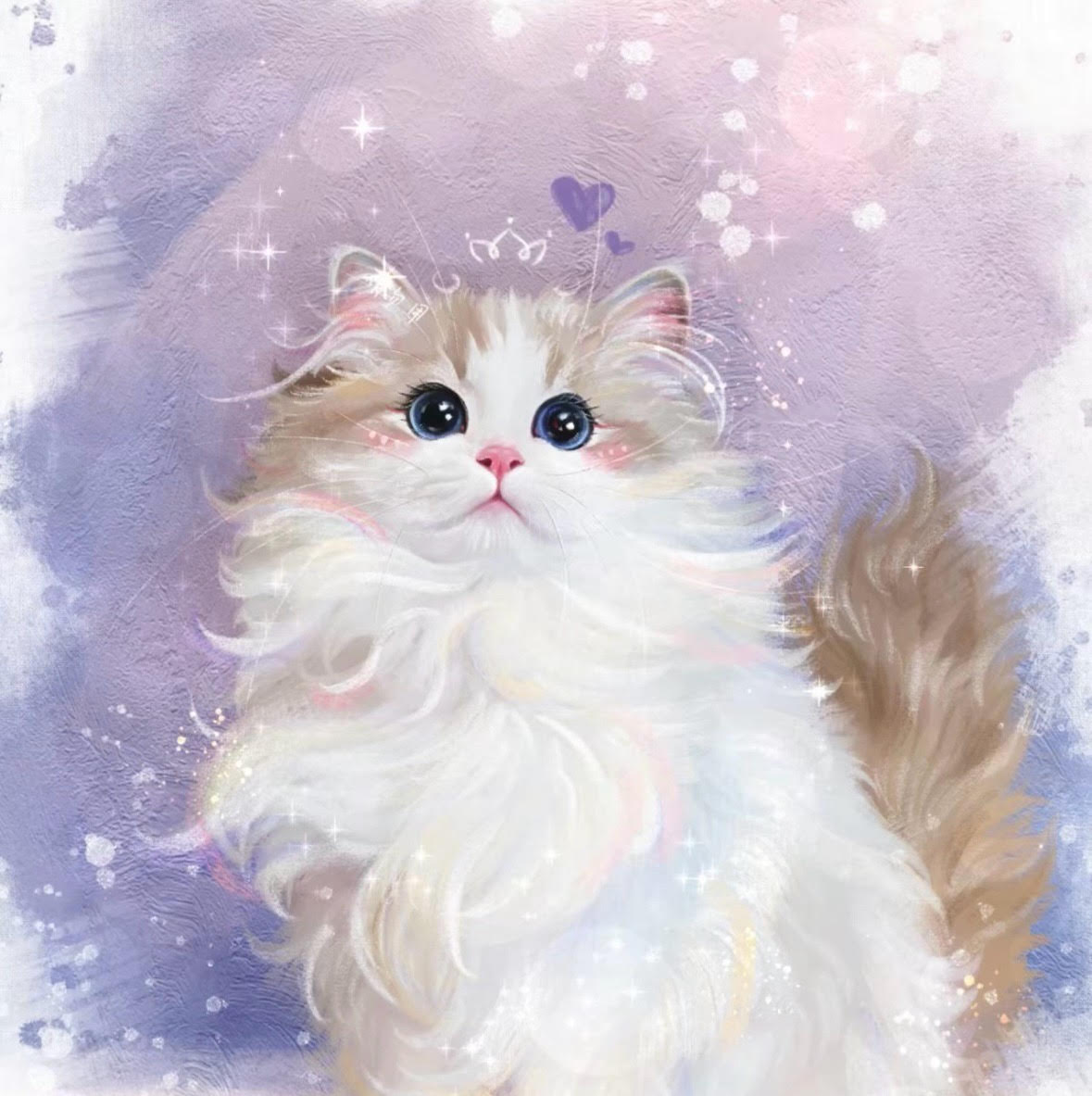 子猫｜kitty姫｜ラグドール専門キャッテリー