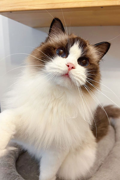 コンセプト・猫舎情報